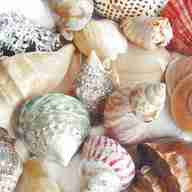 rare sea shells for sale