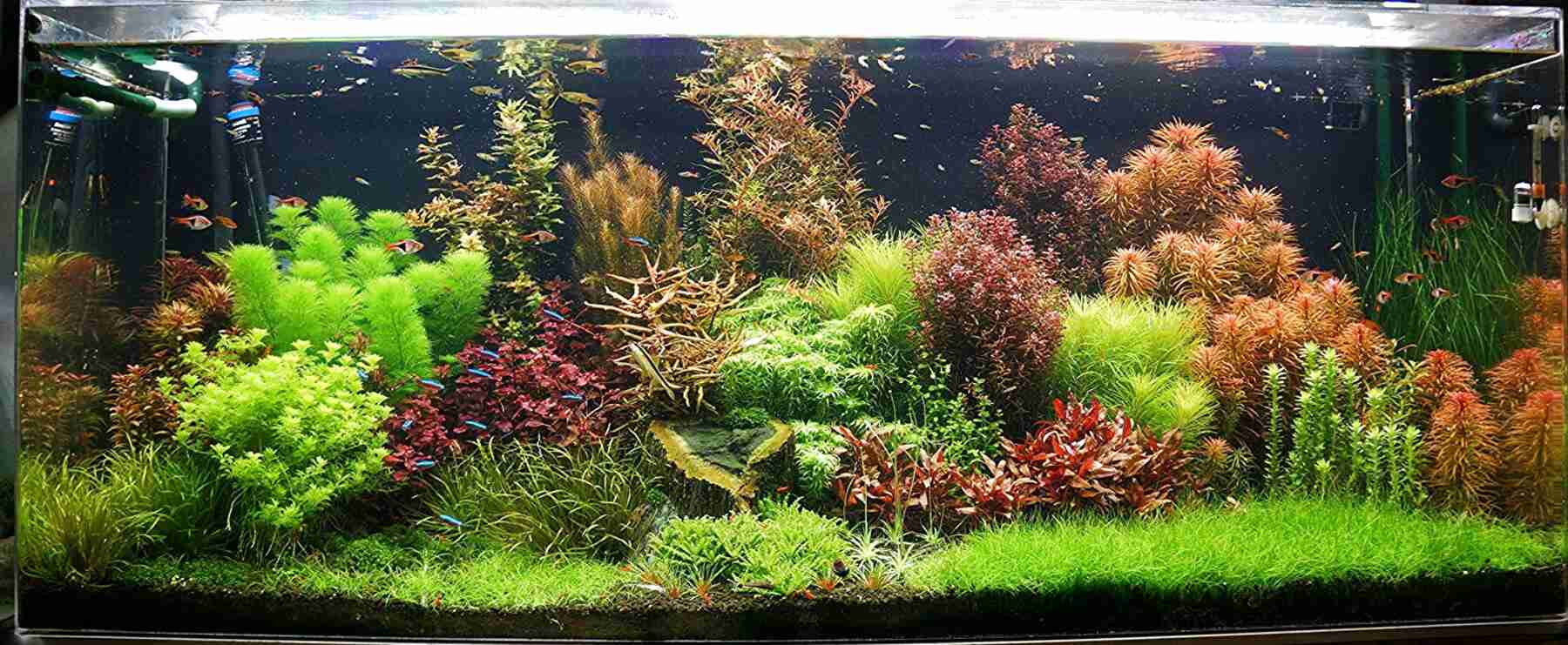 Tropical Fish Tank Plants for sale in UK | View 68 ads