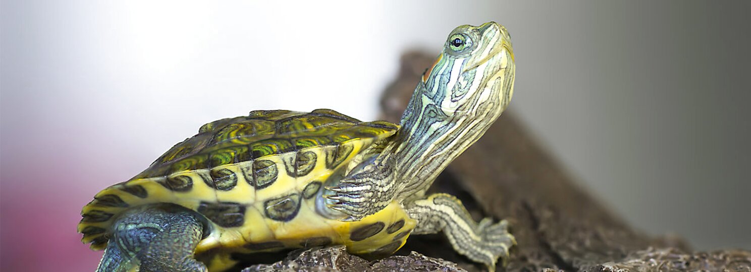 Pet Turtle for sale in UK | 92 used Pet Turtles