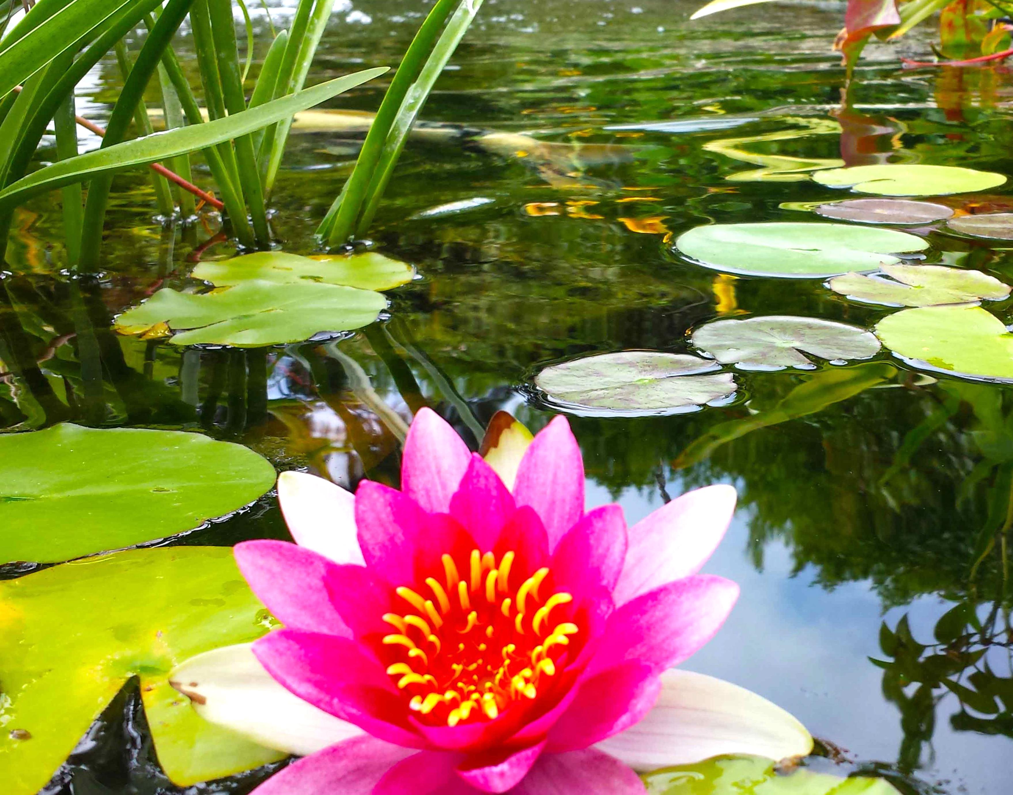 pond invisor plants