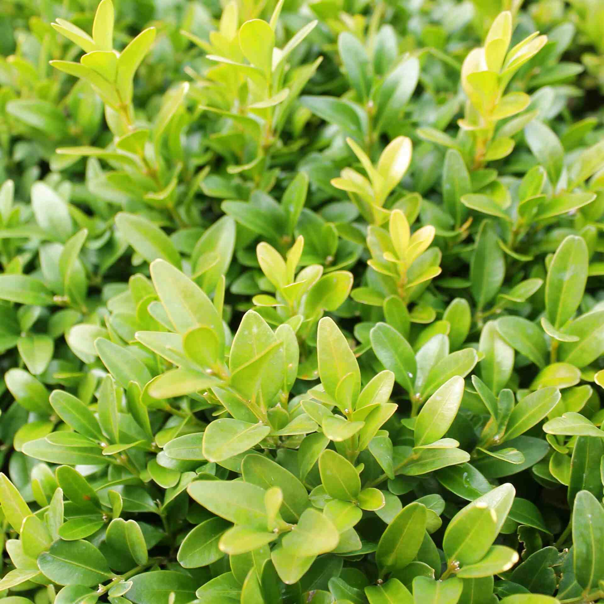 Buxus for sale in UK | 77 used Buxus