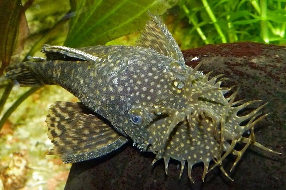 Bristlenose for sale in UK | 96 second-hand Bristlenoses