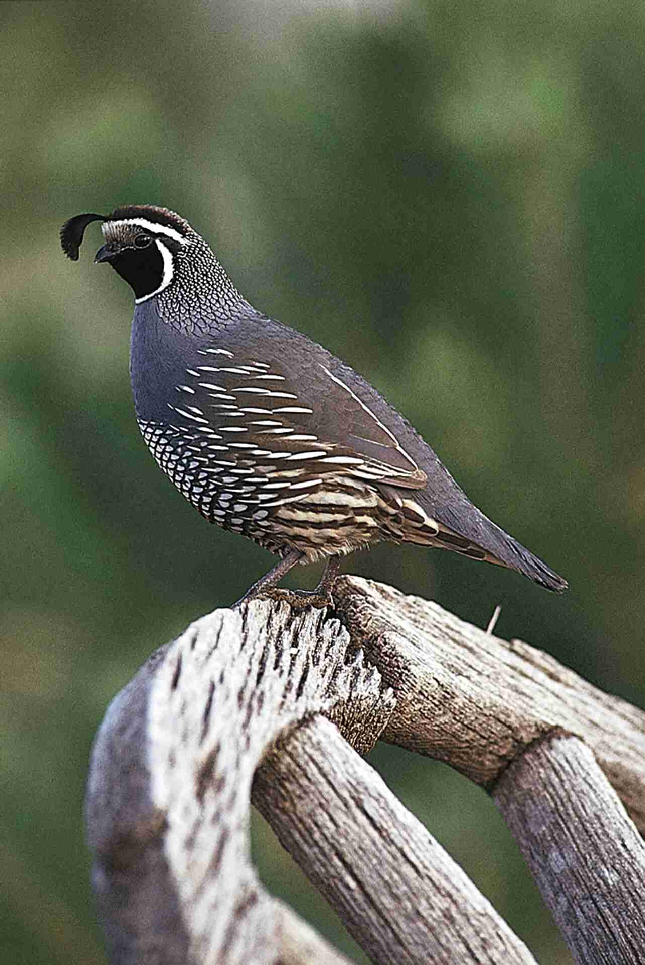 quail-for-sale-in-uk-90-used-quails