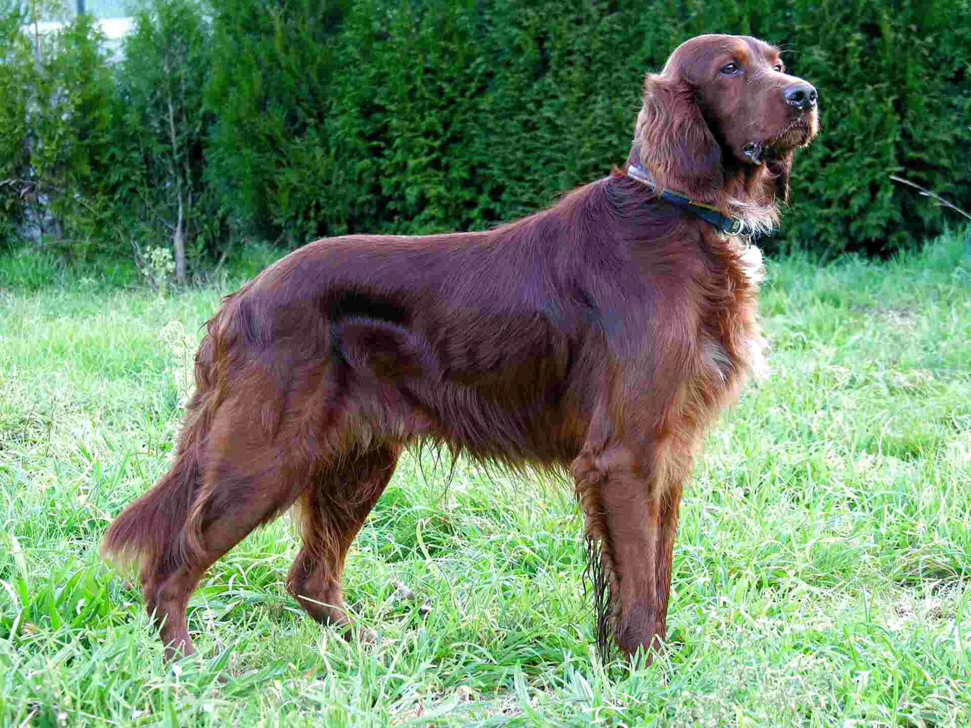 Irish Setter Dogs for sale in UK | 63 used Irish Setter Dogs