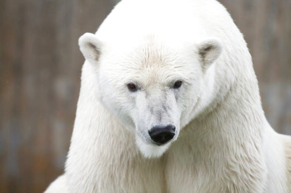 China Polar Bear for sale in UK | 61 used China Polar Bears