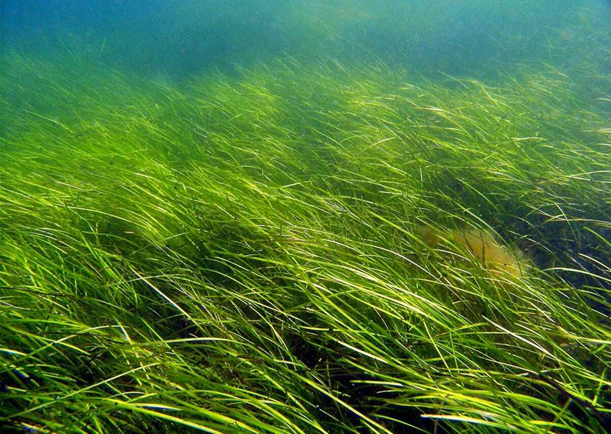 Seagrass for sale in UK | 85 used Seagrass