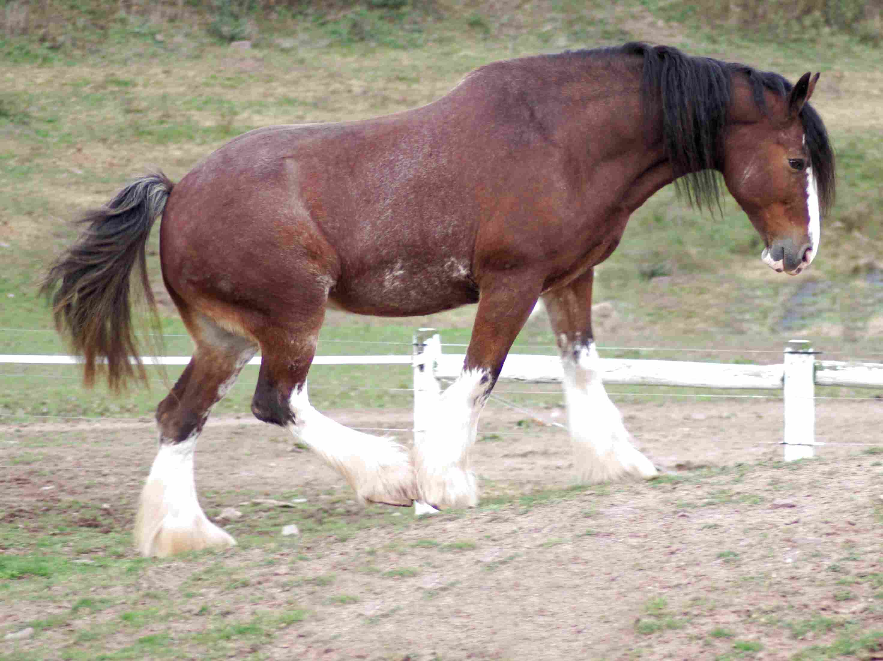 Clydesdale for sale in UK 73 used Clydesdales