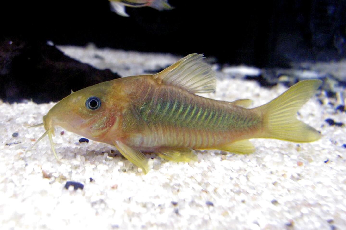 Corydoras for sale in UK | 64 used Corydoras