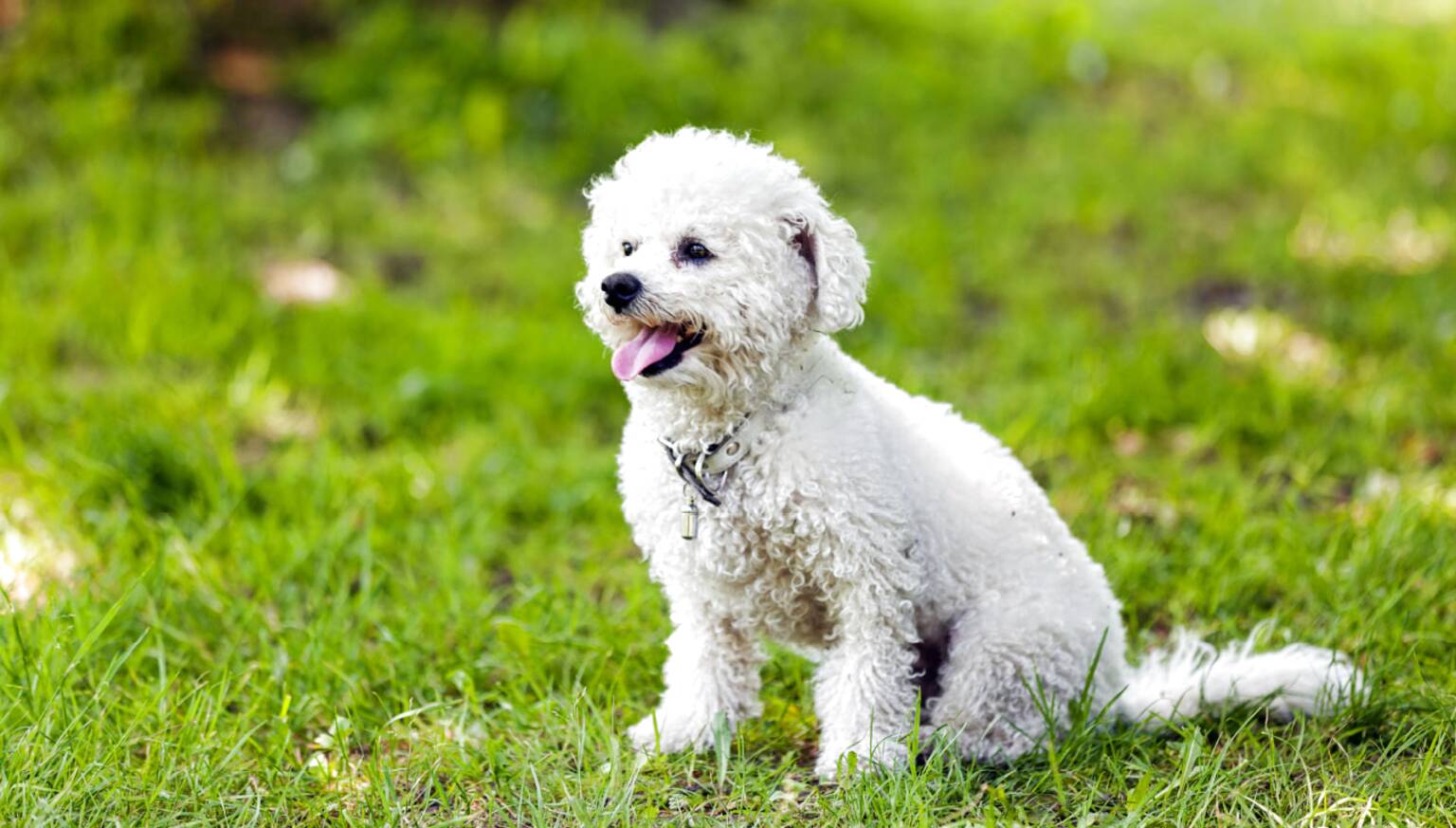 Bichon for sale in UK | 83 used Bichons