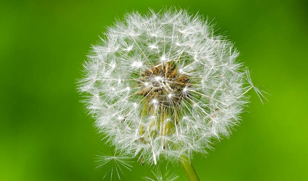 Dandelion Seeds for sale in UK | 60 used Dandelion Seeds