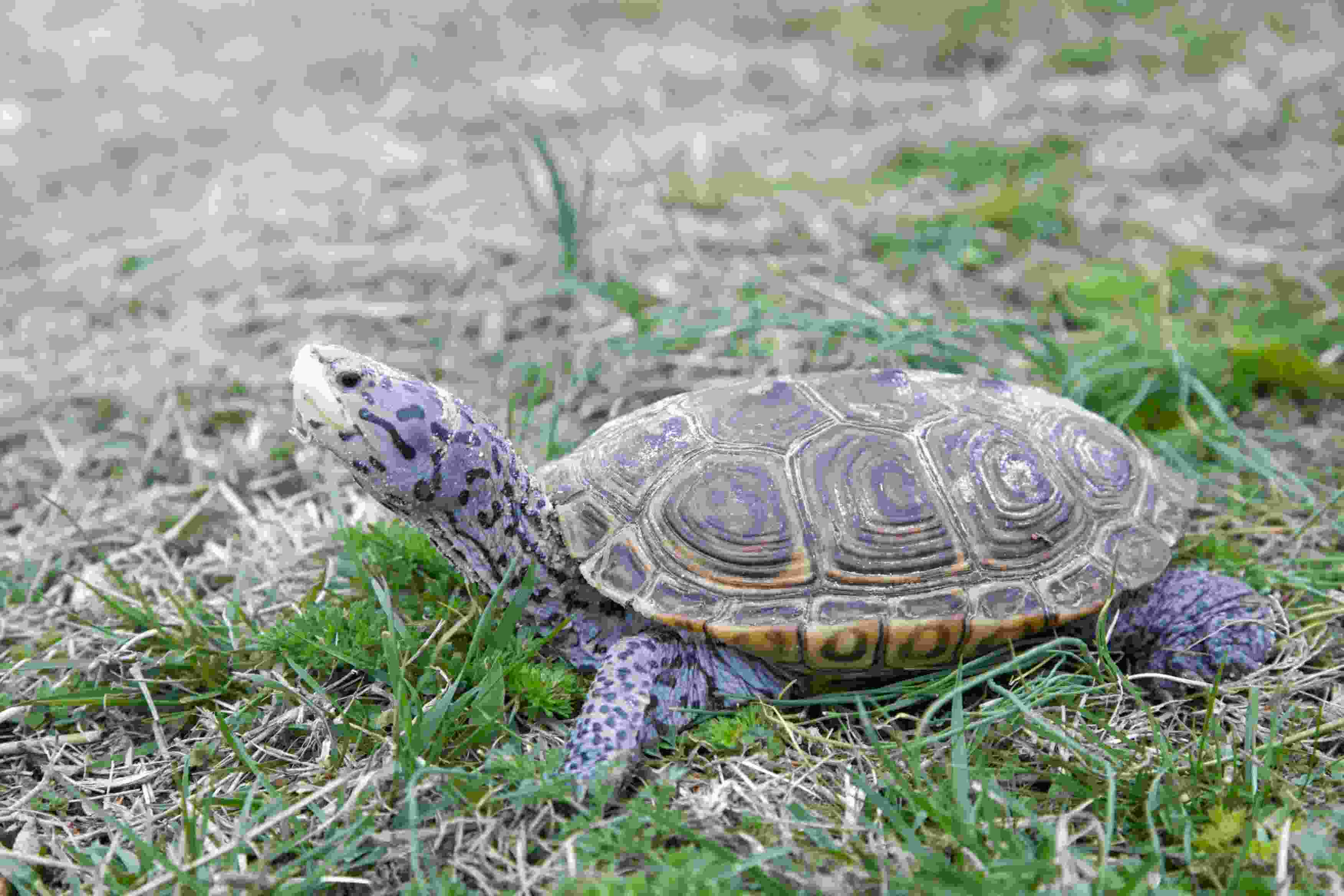 Terrapin for sale in UK | 71 used Terrapins