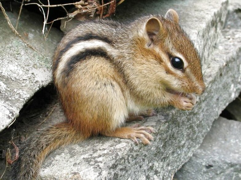 Chipmunk for sale in UK | 89 used Chipmunks