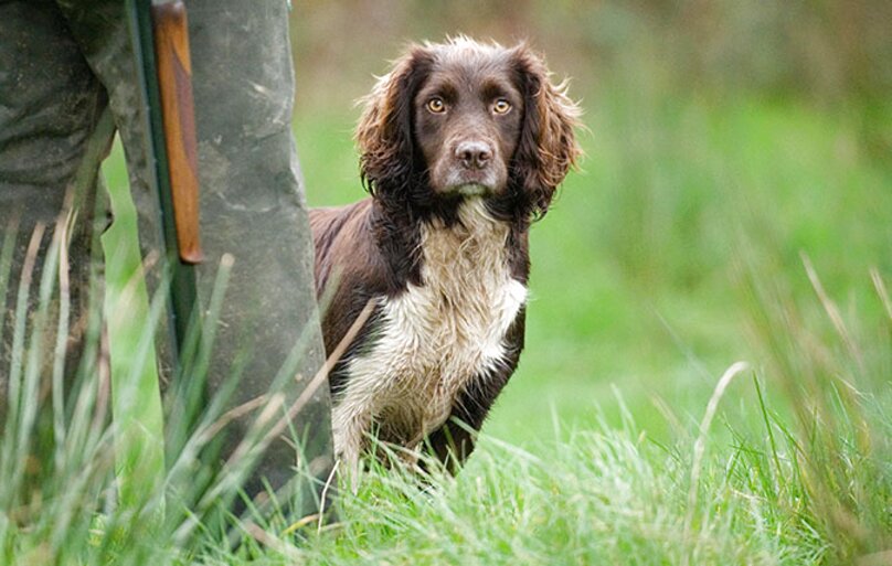 Gundog for sale in UK | 49 used Gundogs