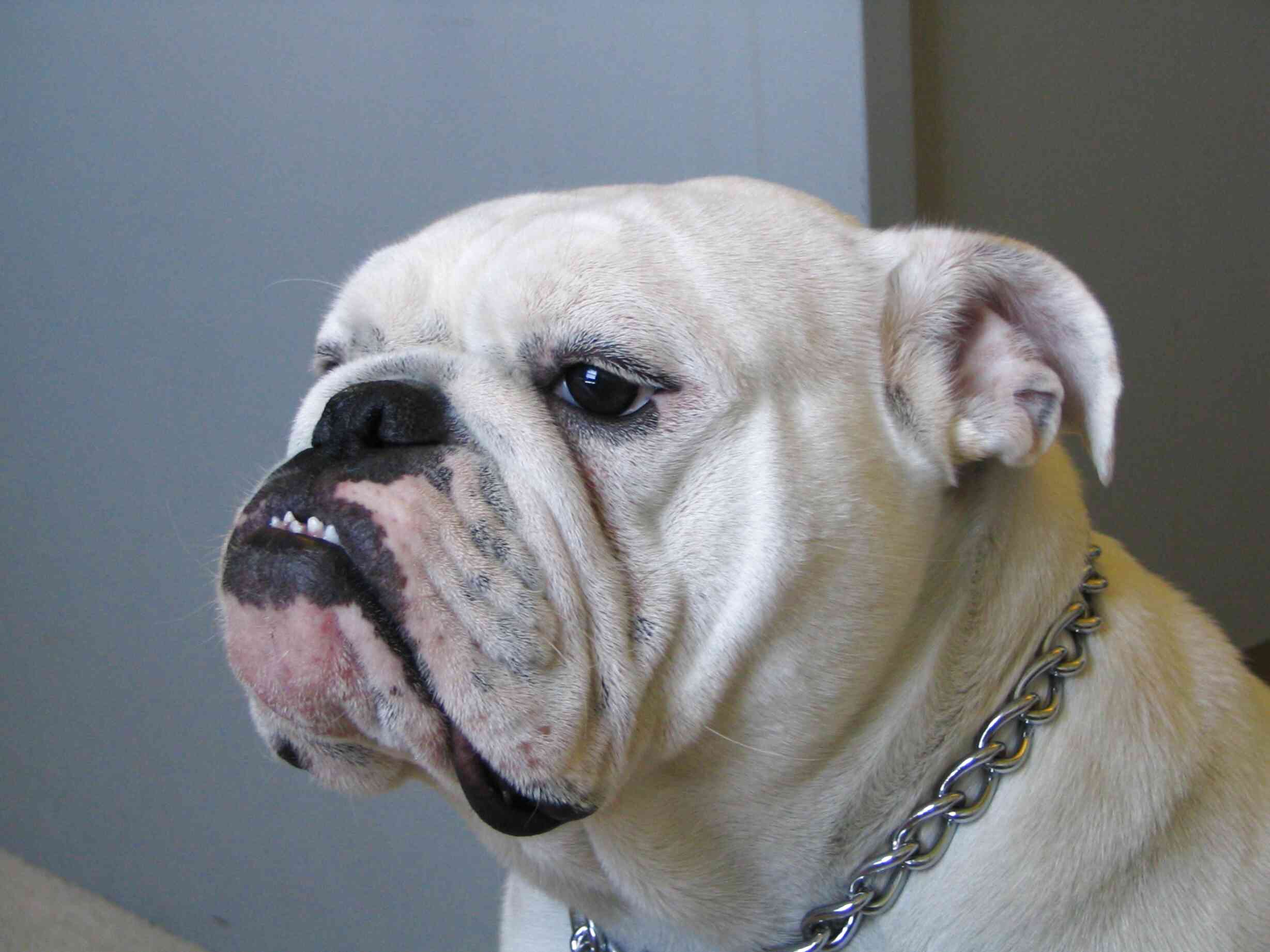 Female Bulldog for sale in UK | 68 used Female Bulldogs