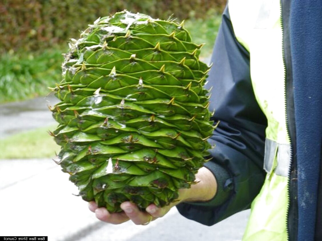 Giant Pine Cones for sale in UK | 31 used Giant Pine Cones