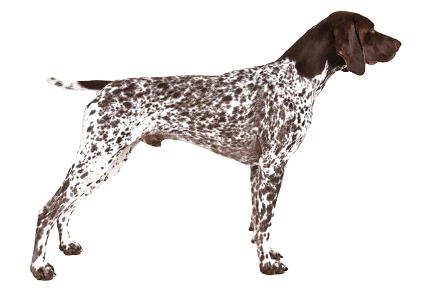 German Shorthaired Pointer For Sale In Uk View 64 Ads