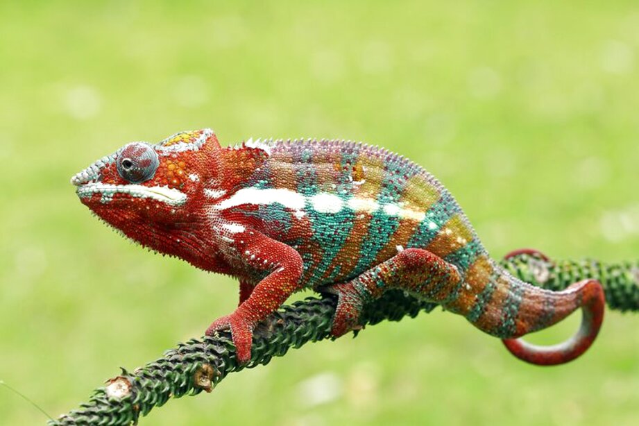 Chameleons for sale in UK | 89 used Chameleons