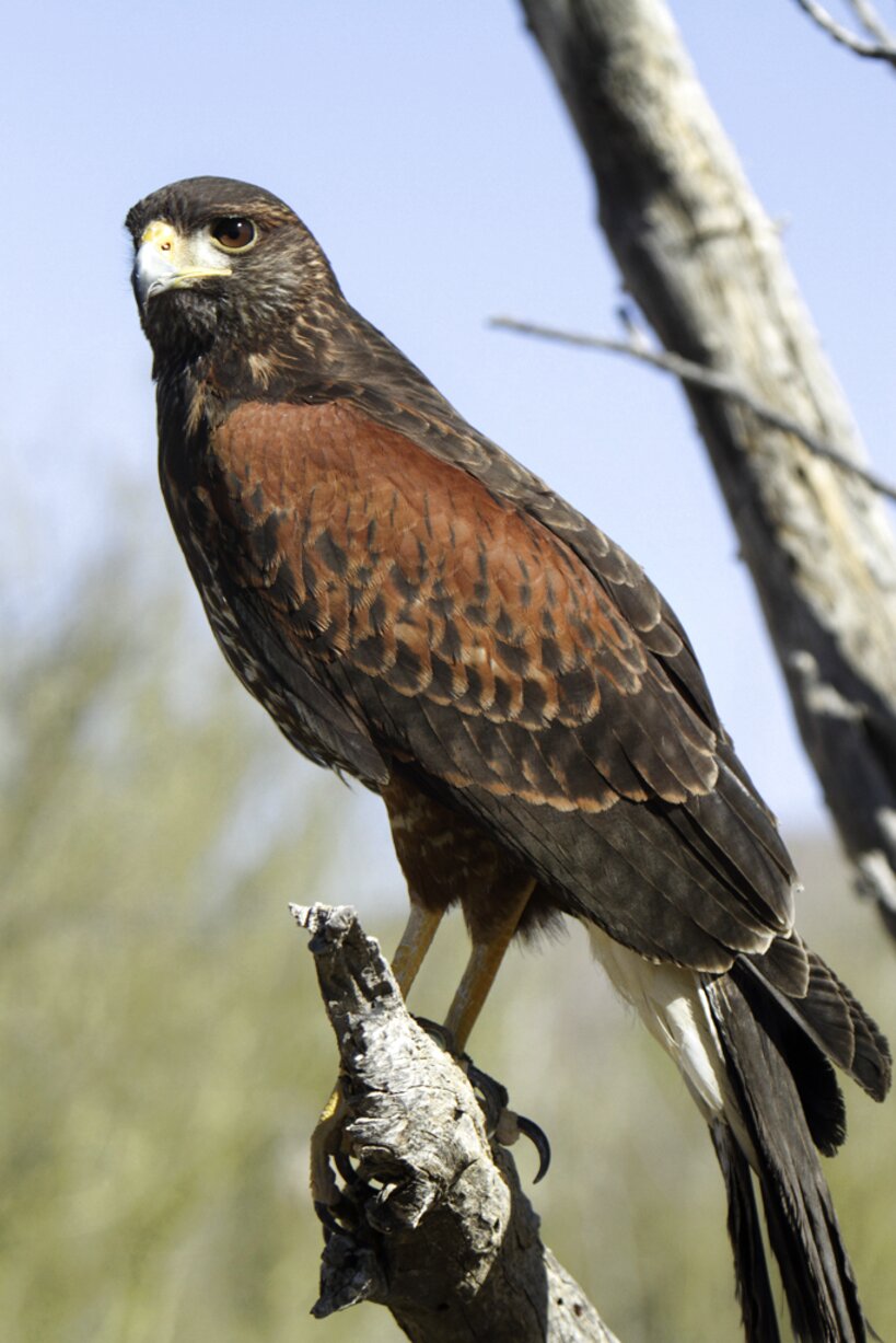 Harris Hawk For Sale Uk