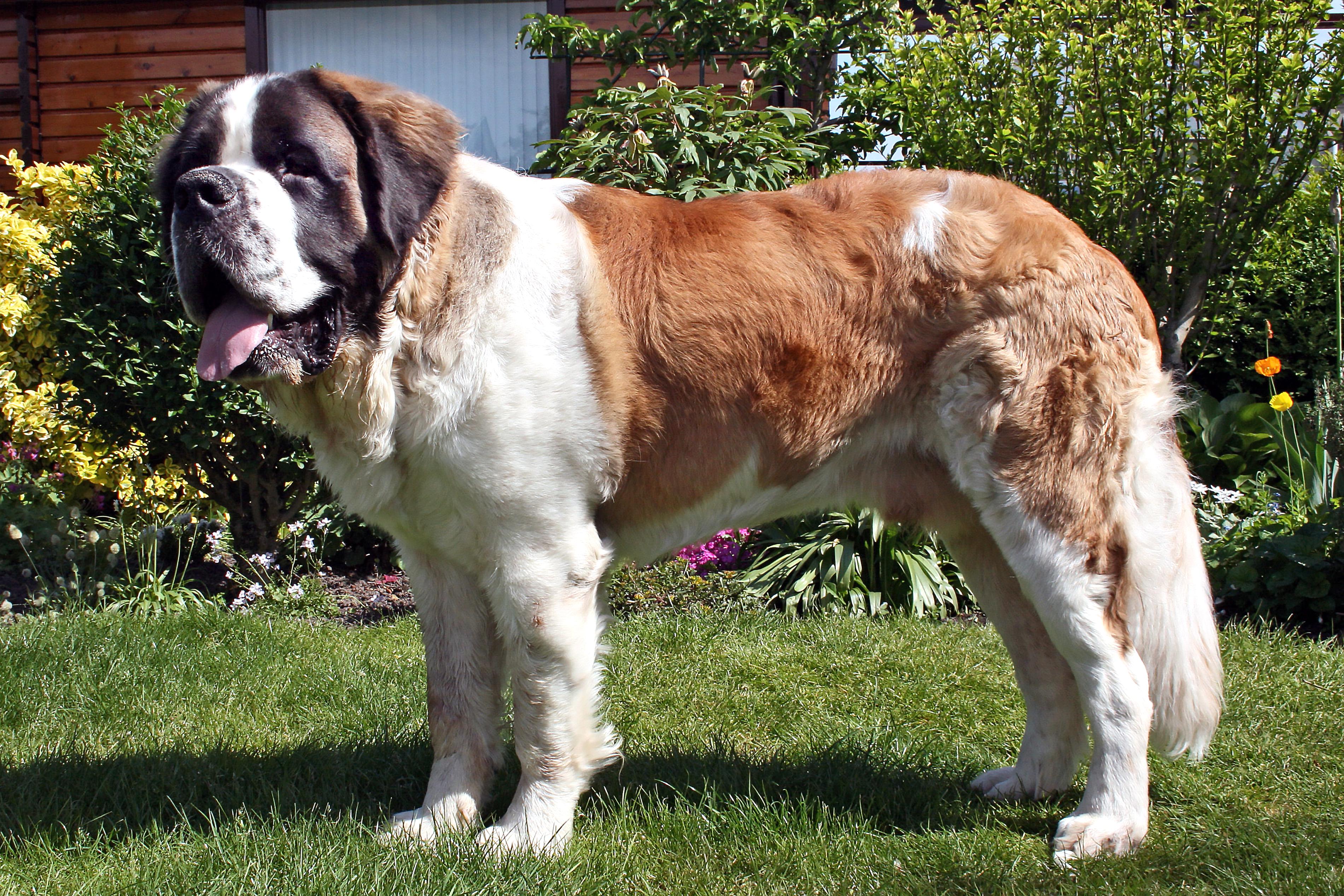 St Bernard Dog for sale in UK | 76 used St Bernard Dogs