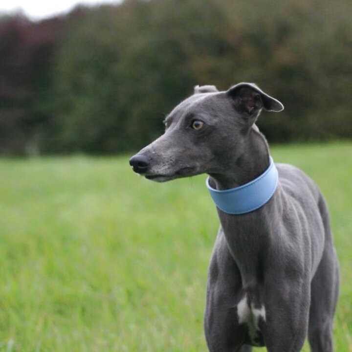 Timber Blue Whippets - Photos All Recommendation