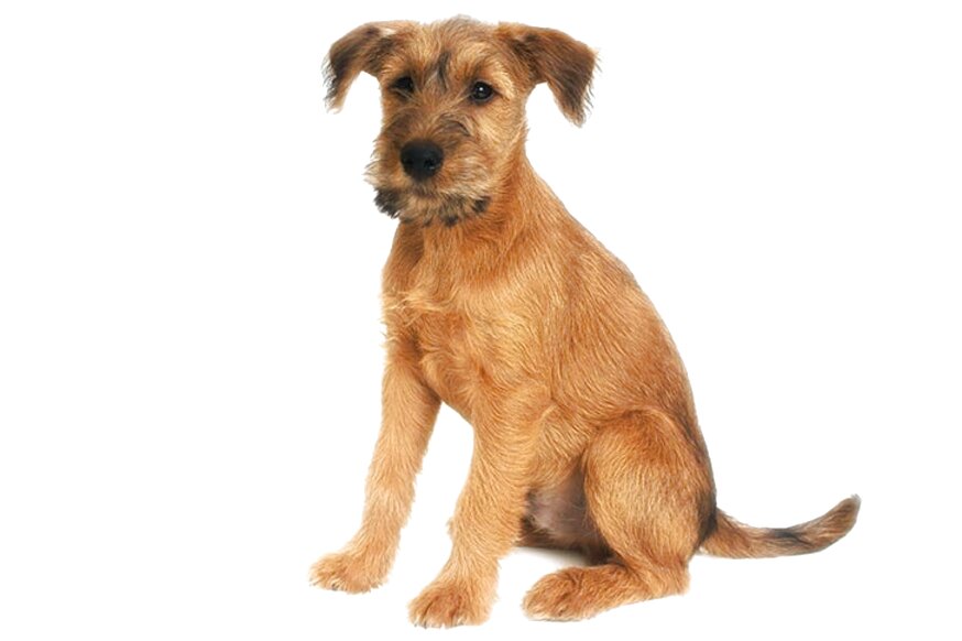 Irish Terrier for sale in UK | 57 used Irish Terriers