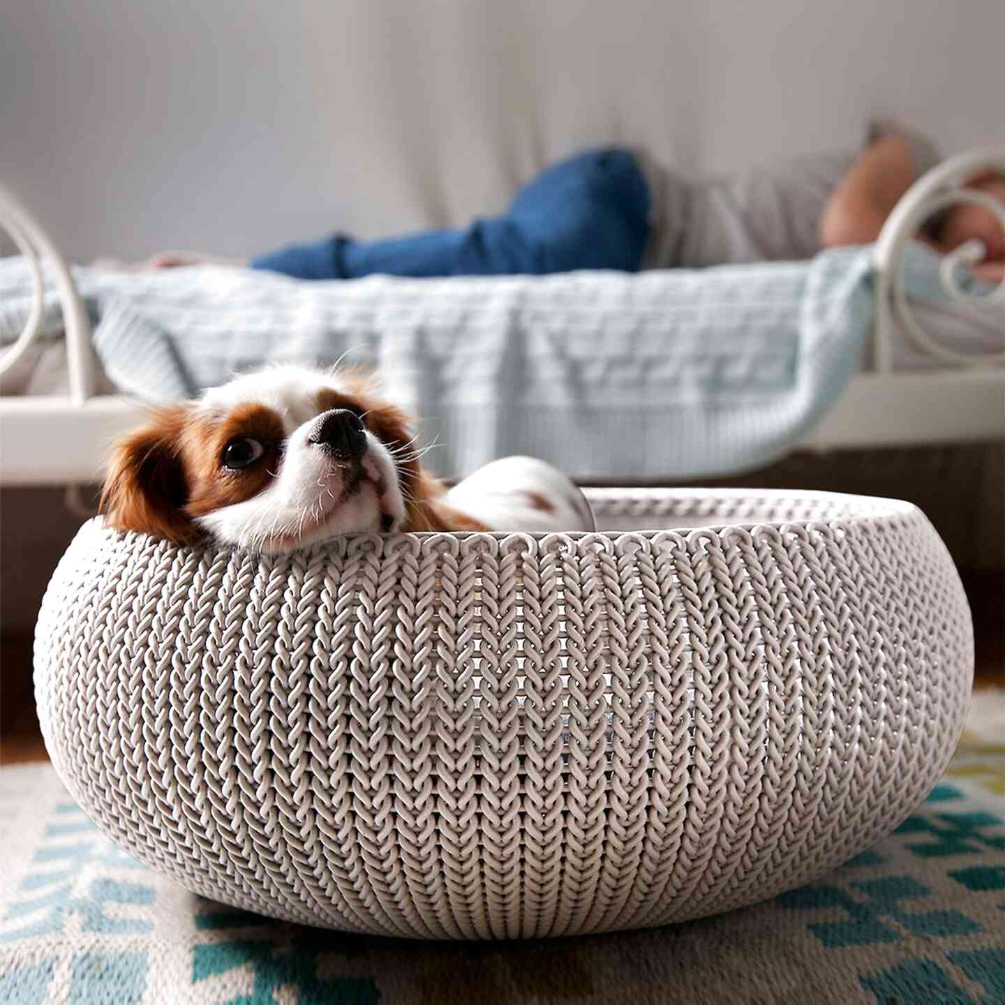 cooling bed for dogs