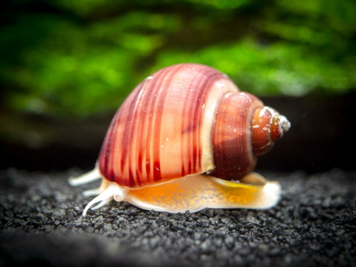 Snail limax.io for apple download