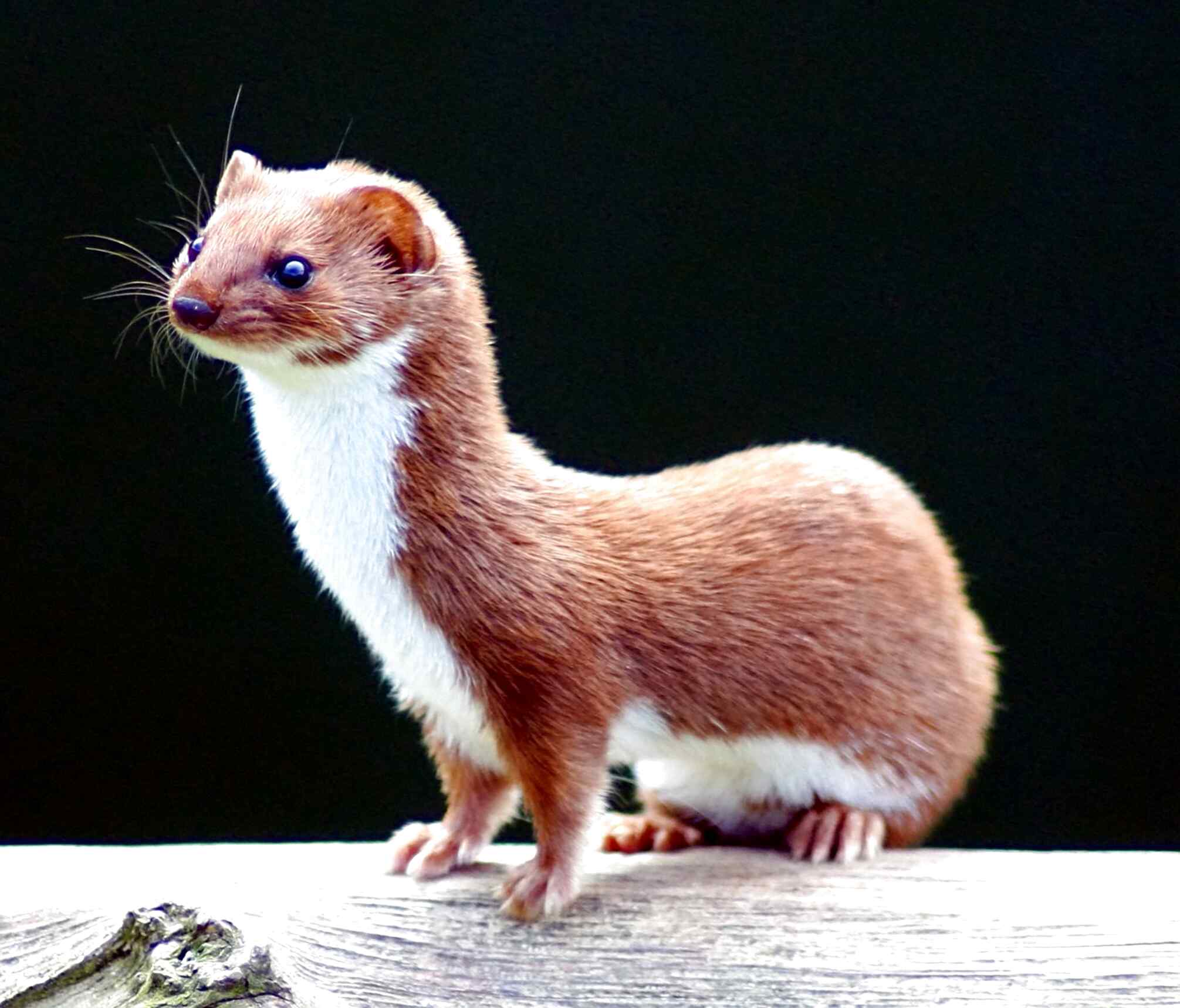 Weasel for sale in UK | 60 used Weasels