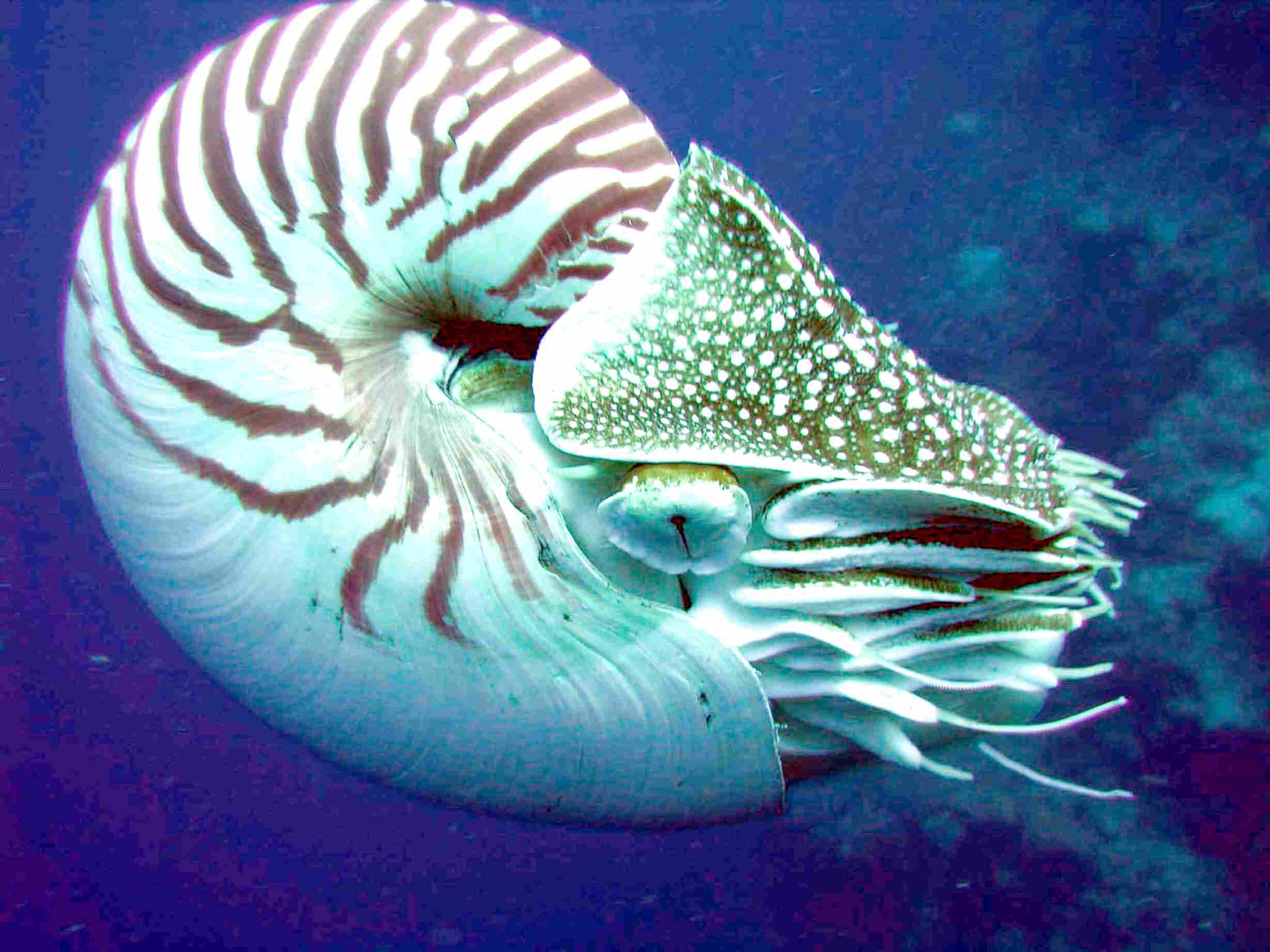 Chambered Nautilus for sale in UK | 57 used Chambered Nautilus