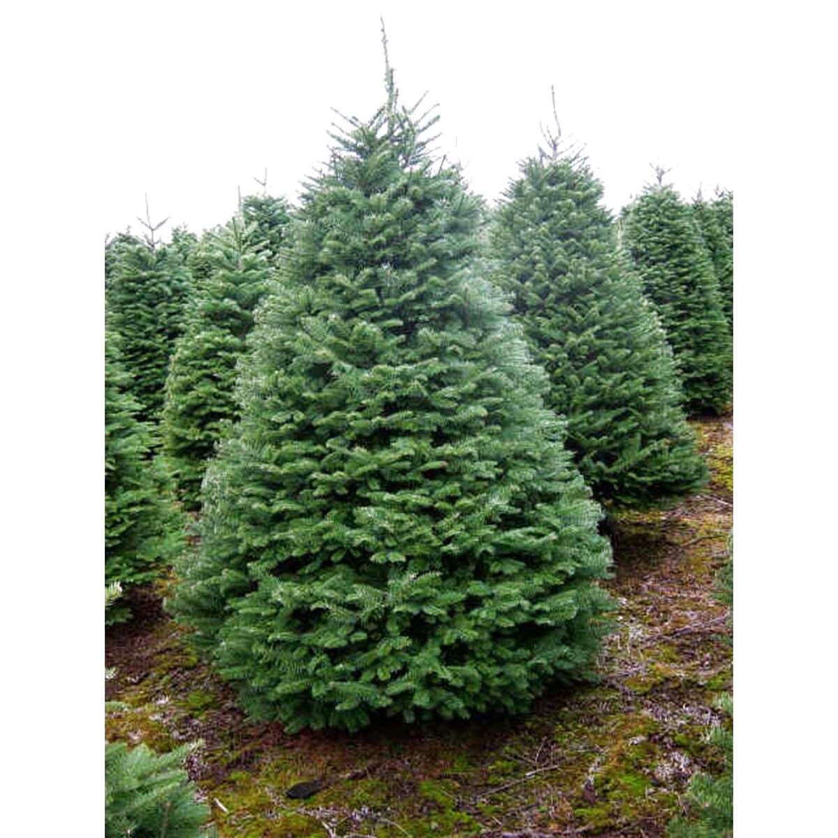 Fir Tree for sale in UK | 94 used Fir Trees