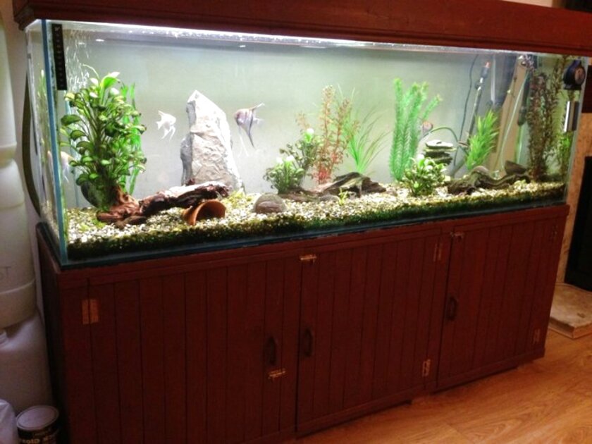 6Ft Fish Tanks for sale in UK 55 used 6Ft Fish Tanks