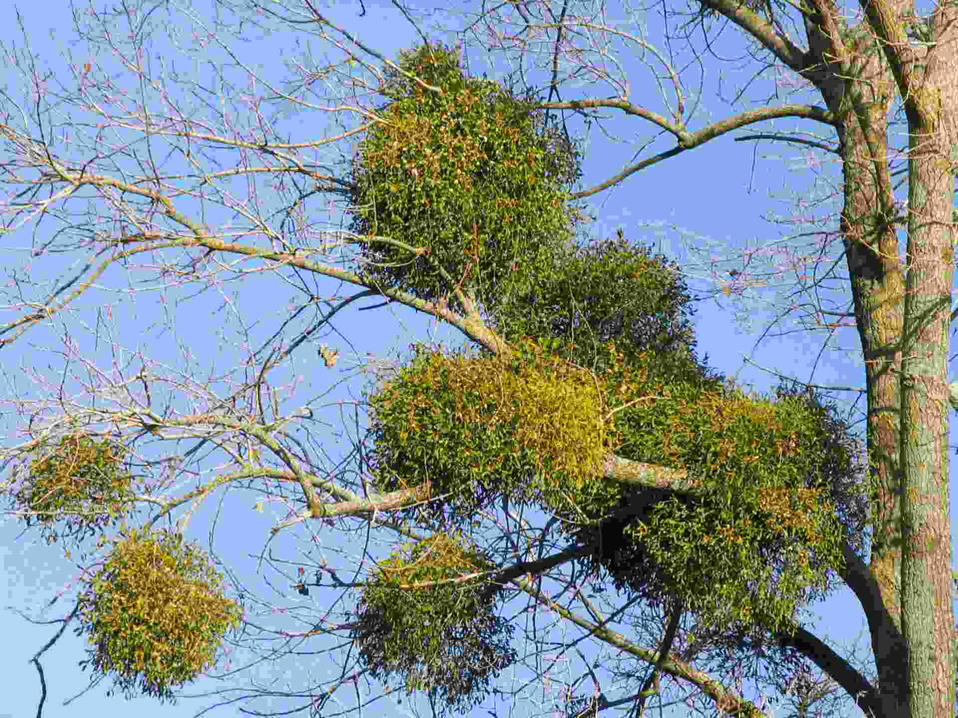 Mistletoe Tree For Sale In Uk 