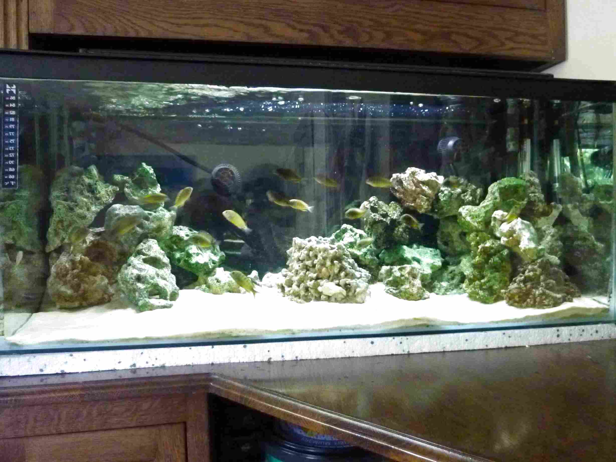 100L Fish Tank for sale in UK 60 used 100L Fish Tanks