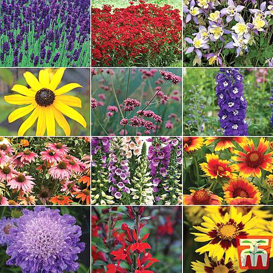 Perennial Plug Plants for sale in UK | 59 used Perennial Plug Plants