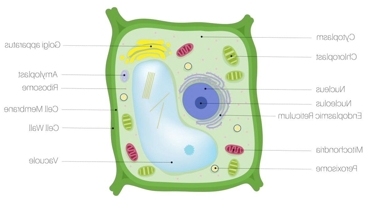 Plant Cells for sale in UK | 59 used Plant Cells