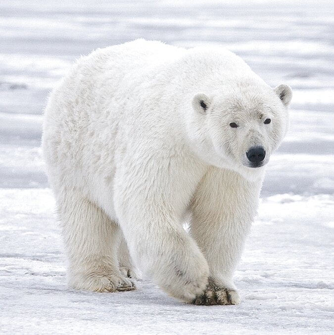 Polar Bears for sale in UK | 90 used Polar Bears