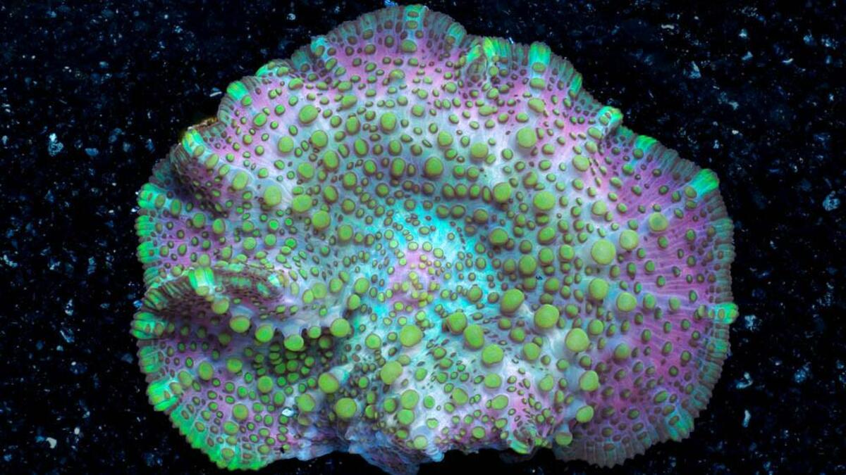 Marine Mushrooms for sale in UK | 65 used Marine Mushrooms