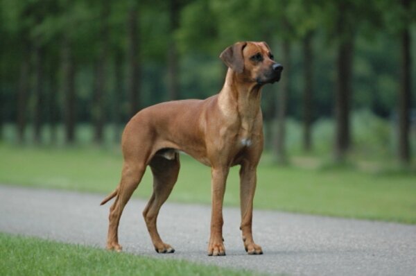 Rhodesian Ridgeback for sale in UK | 69 used Rhodesian Ridgebacks