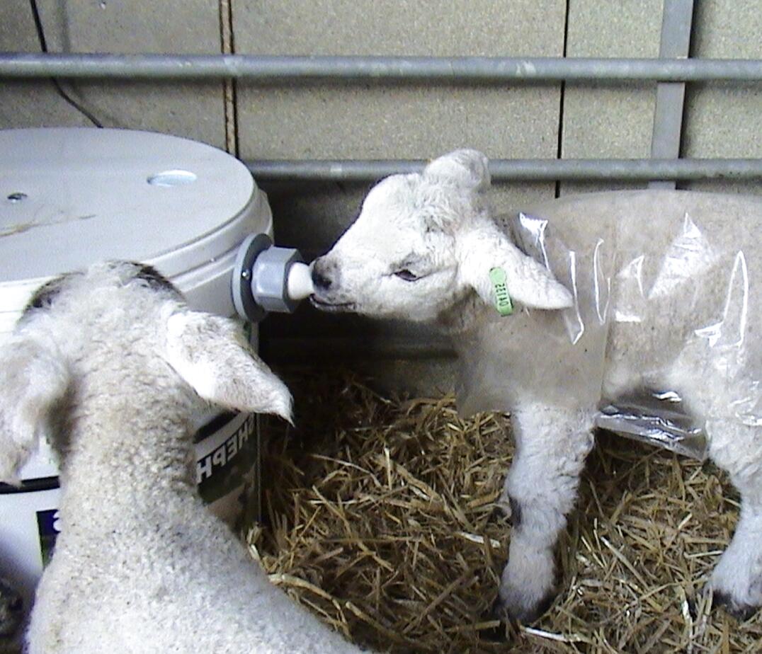 Lamb Feeder For Sale In Uk 37 Second Hand Lamb Feeders