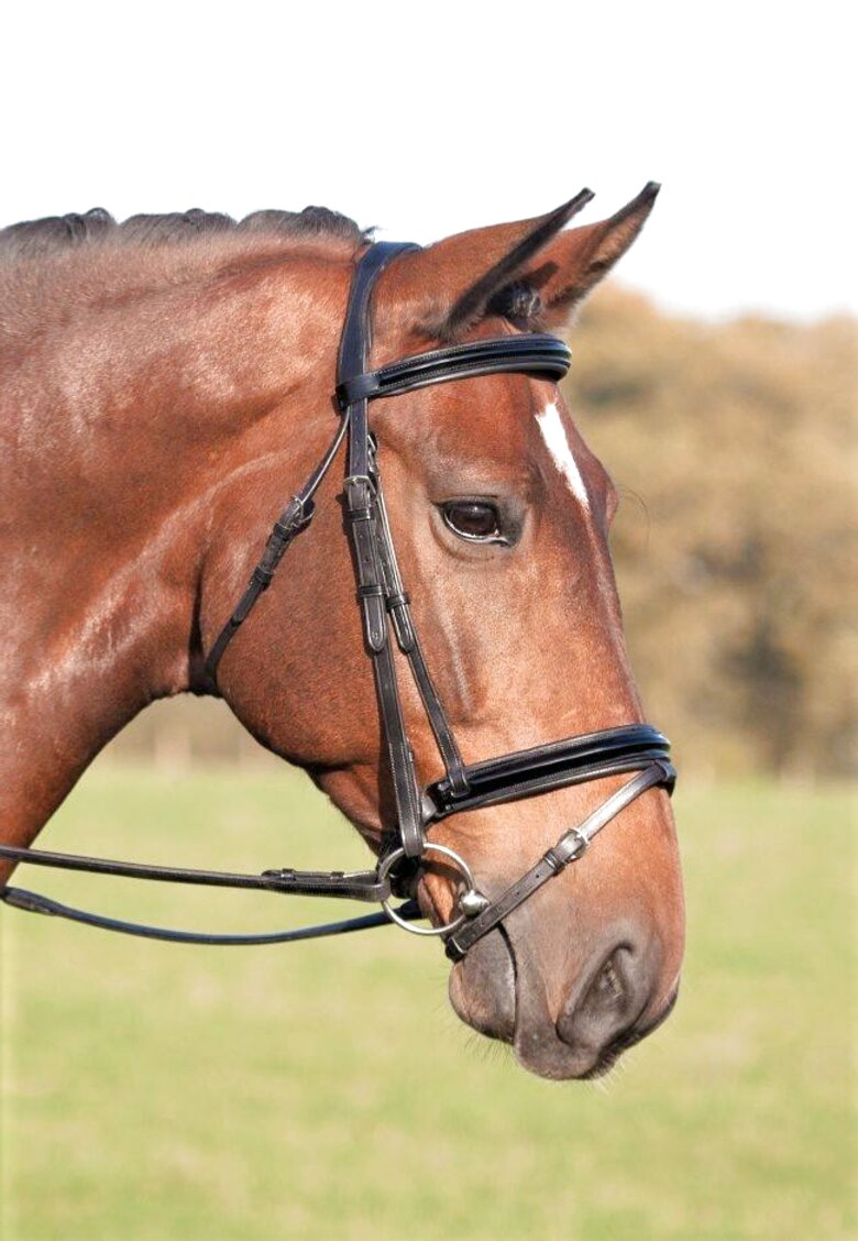 Bridle Cob For Sale In Uk 