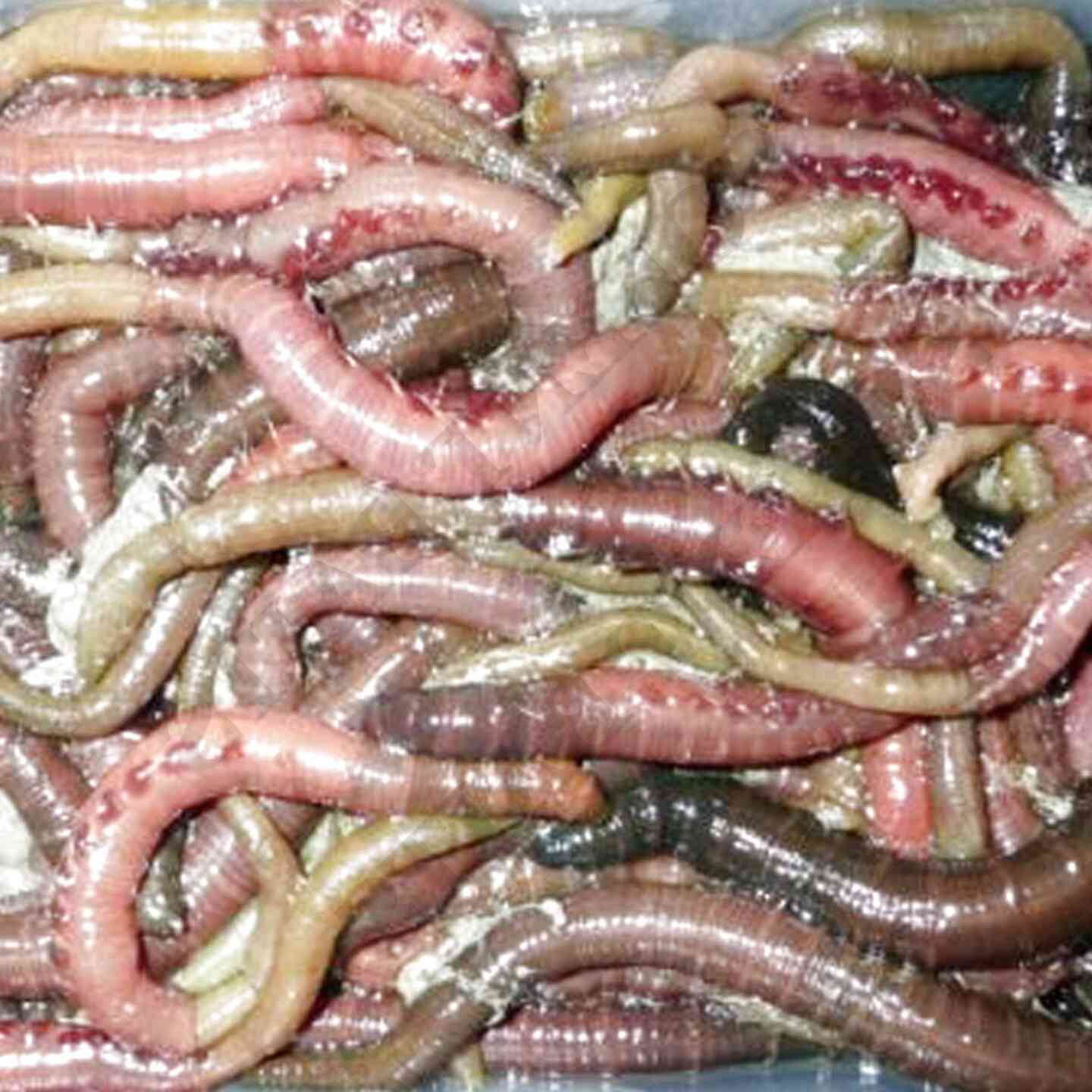 Lugworm for sale in UK | 50 used Lugworms