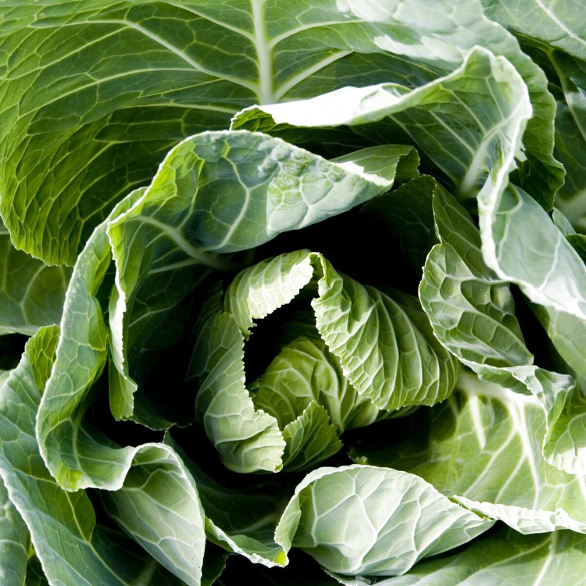 Spring Cabbage Plants for sale in UK View 54 bargains