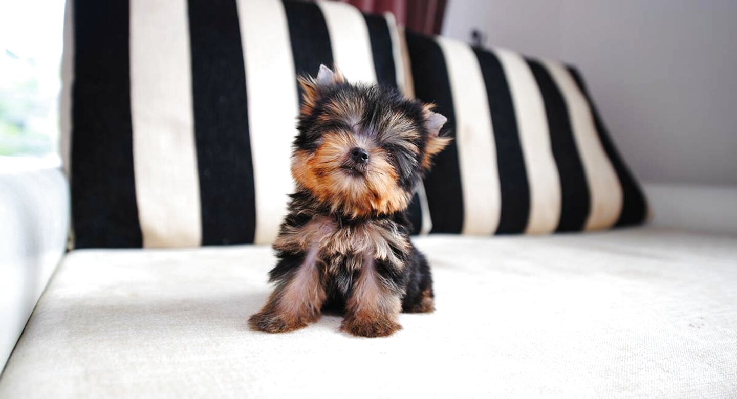 Teacup Yorkies The World S Smallest Dog HP Long Teacup%2Byorkshire%2Bterrier 