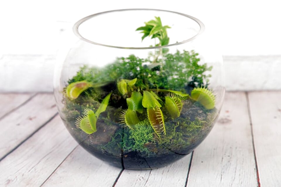 Terrarium Plants for sale in UK 78 used Terrarium Plants