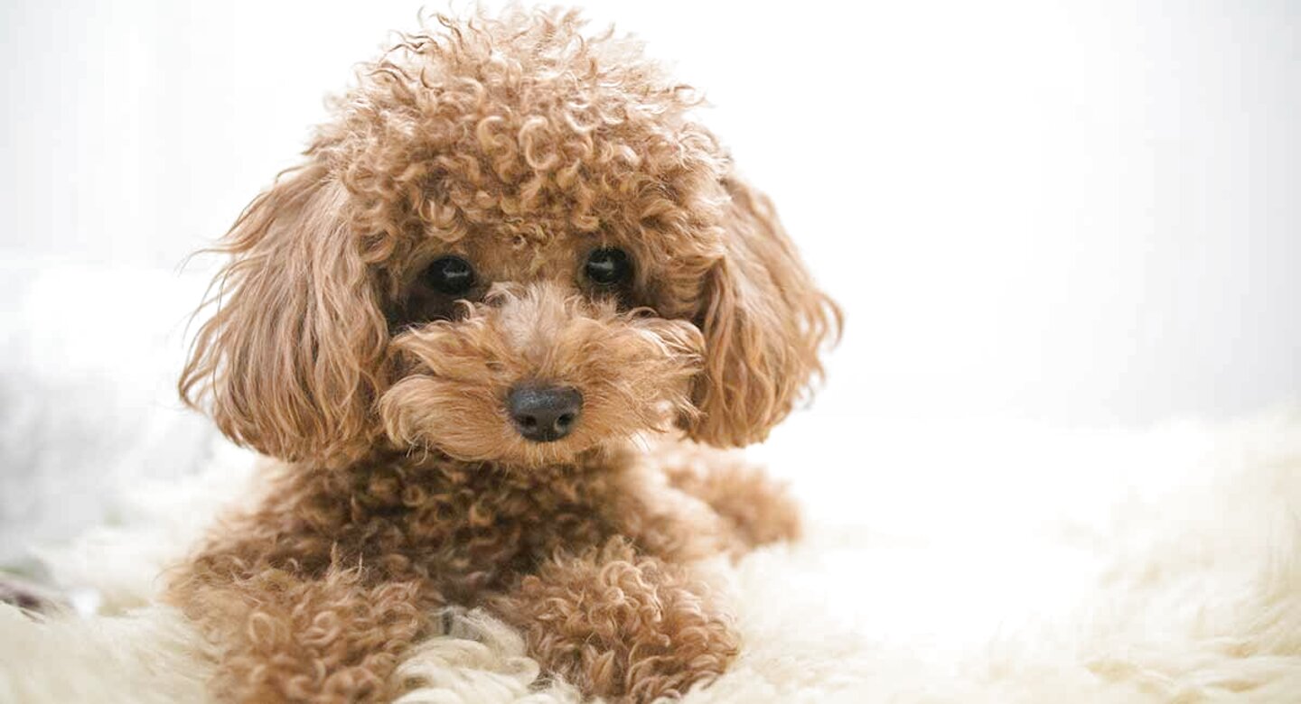 Toy Poodle for sale in UK | 88 used Toy Poodles