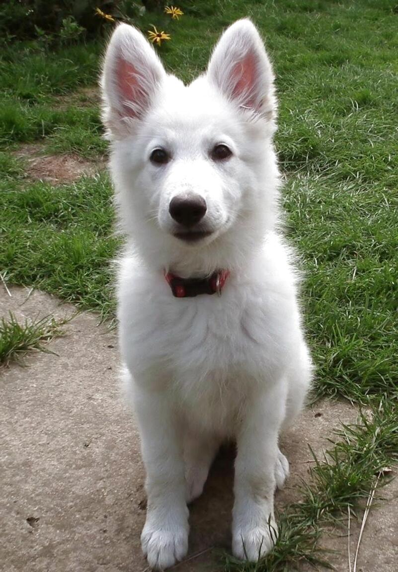 White German Shepherd Puppies for sale in UK | 69 used White German ...