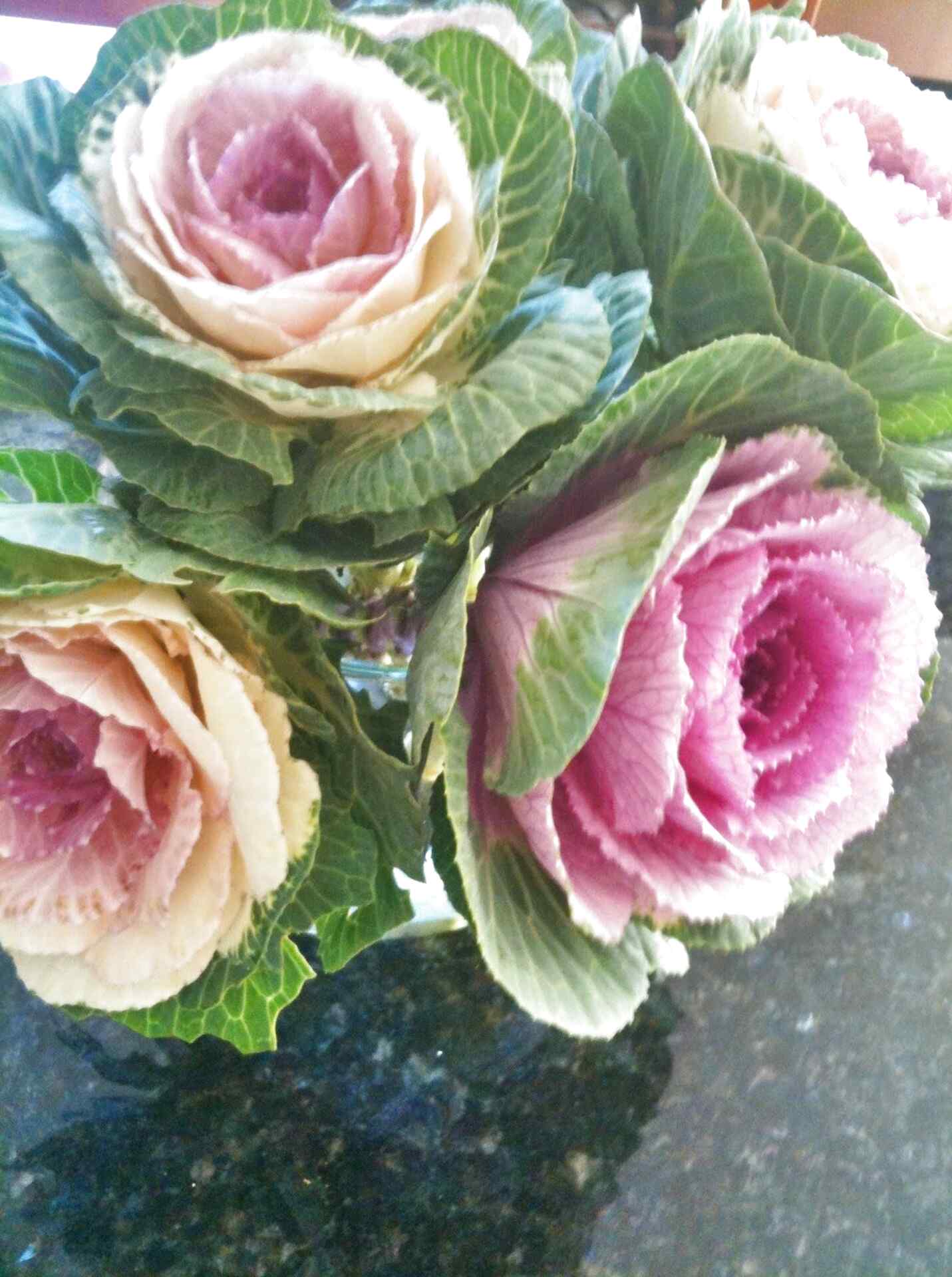 Cabbage Roses for sale in UK | 61 used Cabbage Roses