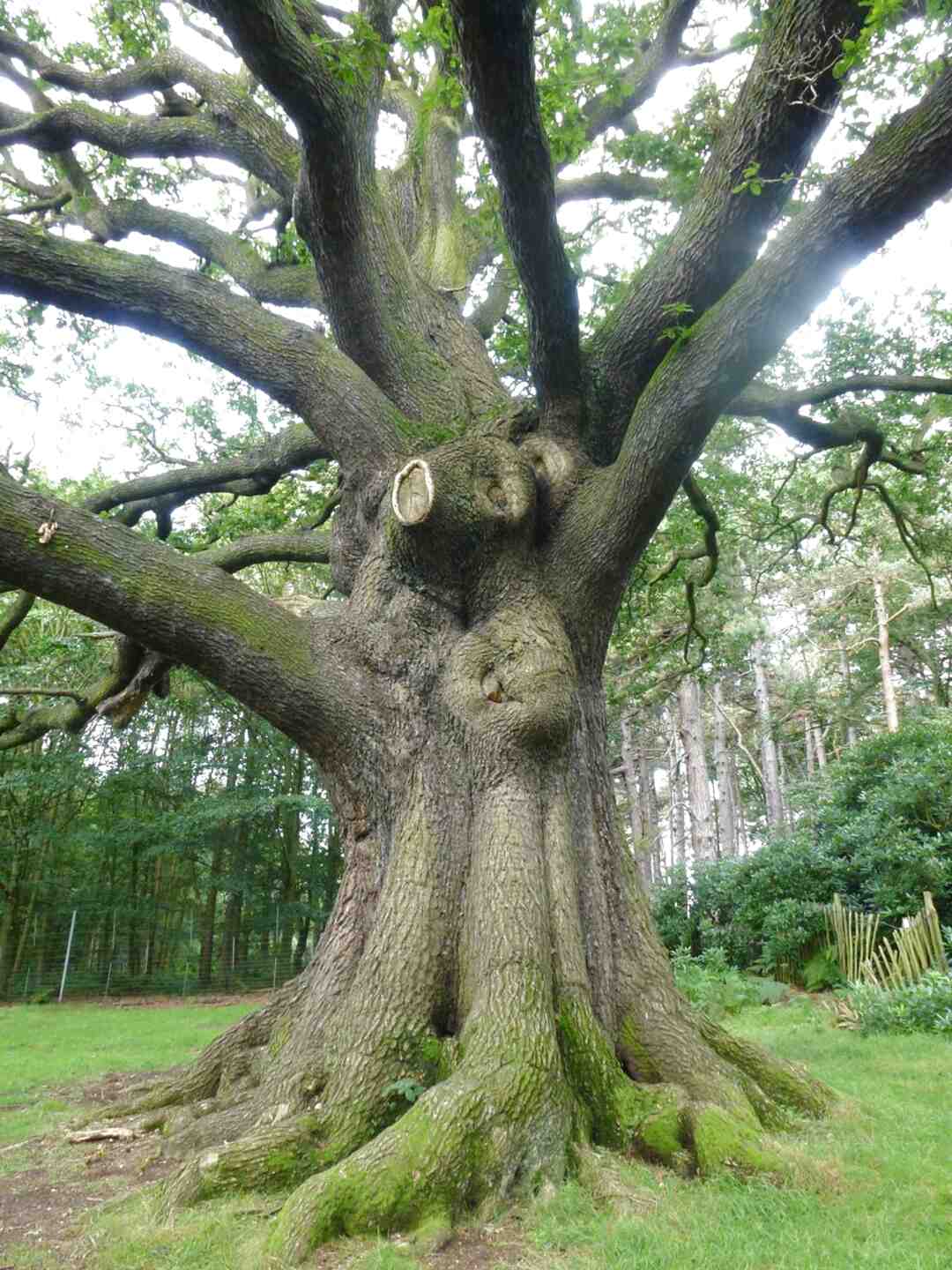 Oak Tree Trunk  for sale in UK 55 used Oak Tree  Trunks 