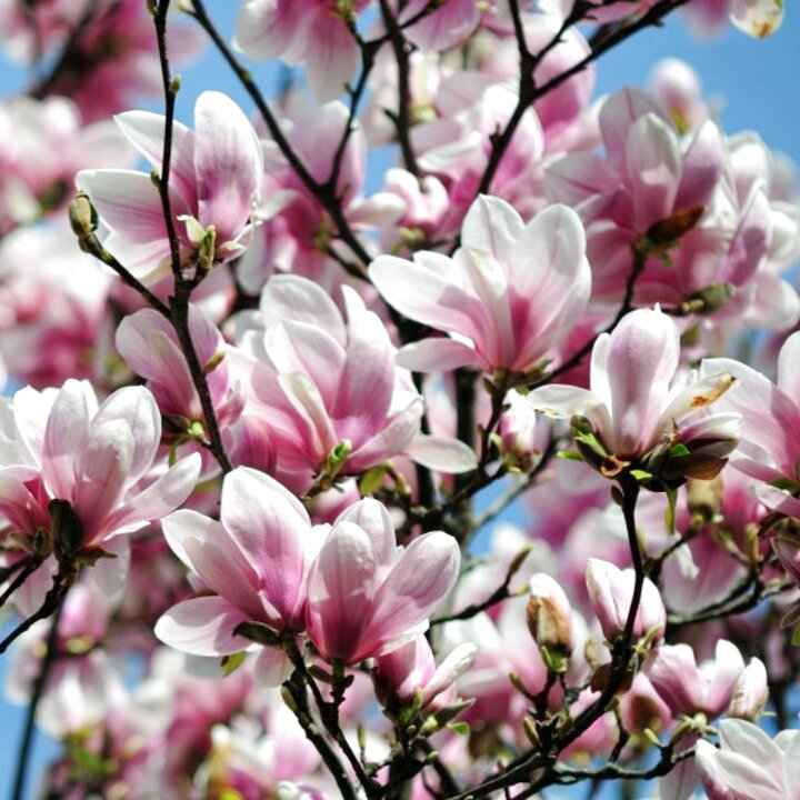 Magnolia Trees for sale in UK | 63 used Magnolia Trees