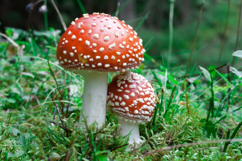 Mushrooms for sale in UK | 85 used Mushrooms